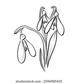 Black and white hand-drawn drawing of a group of snowdrop flowers vector