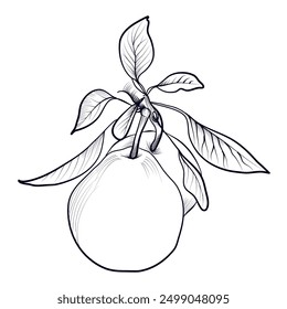 black and white hand-drawn drawing of a pear fruit on a branch with leaves vector