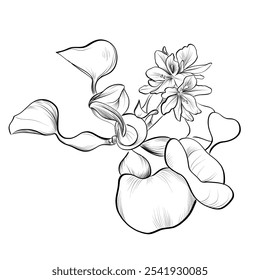 black and white hand-drawn flower of Pontederia crassipes vector