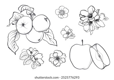 black and white hand-drawn fruit of an apple tree with flowering branches of a tree vector