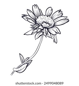 black and white hand-drawn Gajlardia flower vector illustration