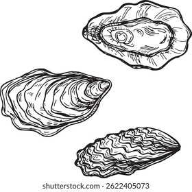 Ilustração desenhada à mão em preto e branco de três conchas de ostras detalhadas, estilo vintage de arte de linha, isolado em um fundo branco limpo