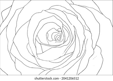 Black and white handdrawn outline vector coloring book page for adults and children. Flowers roses petals close up