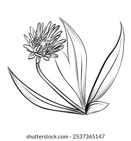 Black and white Hand-drawn Rudbekiya Flower Bud Golden Ball Vector