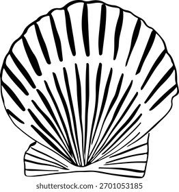 Black and white hand-drawn seashell illustration