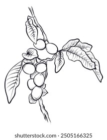 Ramas de nogal dibujadas a mano en blanco y negro con ilustración de frutas