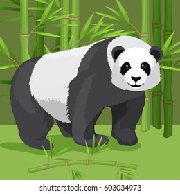 Black and white heavy panda stands on four paws on growing green bamboo background. Vector illustration in cartoon style flat graphic design of cute rare bear