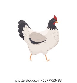 Black and white hen. Funny and happy cage free chicken. Vector illustration.