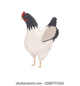 Black and white hen. Funny and happy cage free chicken. Vector illustration.