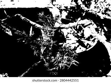 Black and white high contrast stencil of a juniper bonsai tree in a pot. Silhouette of a zen pine bonsai plant with sharp needle leaves graphic illustration.