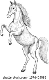 black and white horse white mane vector