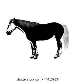 black and white horse. vector isolated image