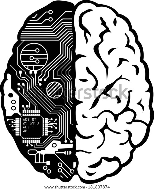 Vector De Stock Libre De Regalias Sobre Cerebro Humano Blanco Y