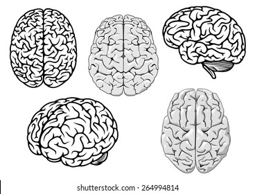 Black and white human brains showing different orientations for a medical, genetics, healthcare and science design concept