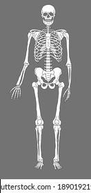 Black   white human skeleton  Vector illustration 