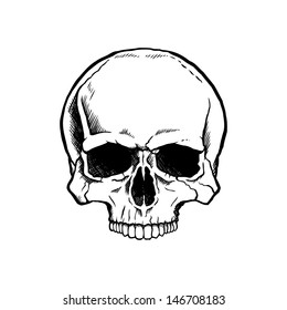 Black   white human skull without lower jaw 