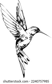 black and white hummingbird illustration