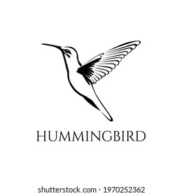 black and white hummingbird vector illustration 06