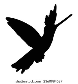 Black and White Hummingbird Vector on White