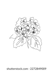 Schwarz-Weiß-Hydrangea-Illustration. Hydrangea eine Linie gezeichnet blühende Blumen. Handgezeichnete Blumenskizze. Einzige Vektorblumenzeichnung.