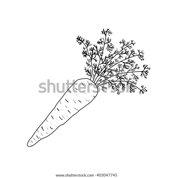 Black White Illustration Abstract Carrot Ready Stock Vector Royalty Free