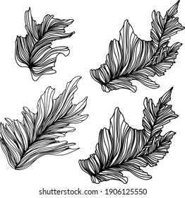 Black and white illustration of abstract leaves composition