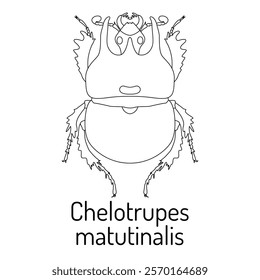 Black and white illustration of a beetle "Chelotrupes matutinalis" with its name written below. Scientific insect drawing suitable for educational materials, entomology studies, or design projects.