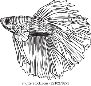 Black and white illustration of a betta fish.