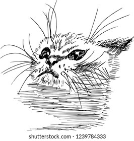 Black and white illustration of a cat in the style of hatching.