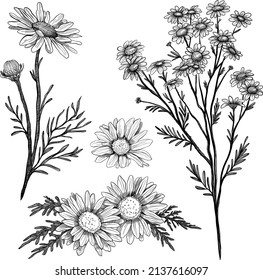 black and white illustration of chamomile medicinal stem and flowers drawn with liner or pencil