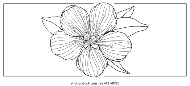 Black and white illustration of cherry blossom for coloring books, backgrounds, covers, presentations, postcards
