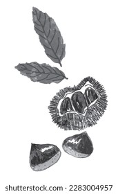 Black and white illustration of chestnuts and leaves in bur