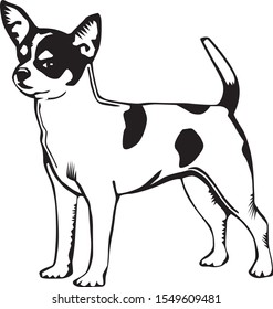 Black and white illustration of a chihuahua dog