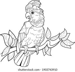  Black and white illustration of cockatoo