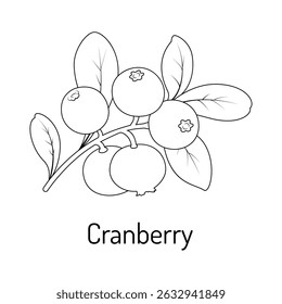 Black and white illustration of a cranberry branch with berries and leaves. Ideal for botanical projects, coloring pages, and food-related themes.