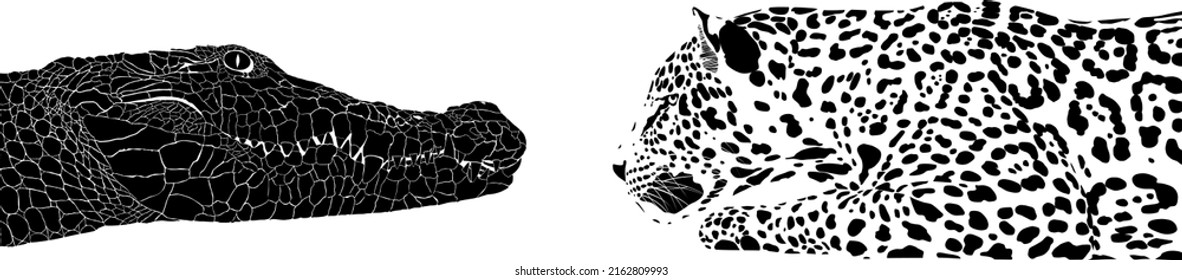 ilustración en blanco y negro de un cocodrilo de Crocodylus latino y un panthera onca latinoamericano jaguar