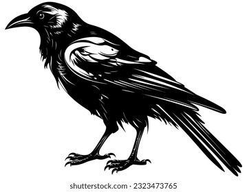 Black and white illustration of crow or raven.