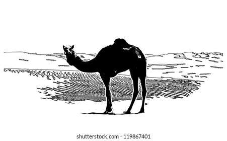 Black and white illustration of Cute single-humped camel in desert