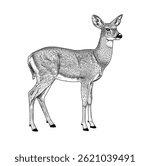Black and white illustration of a deer isolated on white background