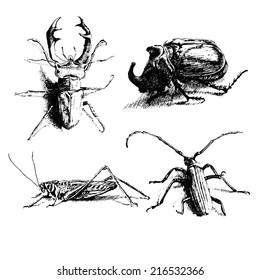 black and white illustration with different bugs (Oryctes nasicornis, Megopis scabricornis,  Lucanus  cervus)                  
