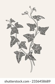 Black and white illustration of English ivy. Isolated. Vector botany.