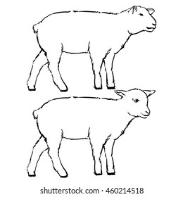 black and white illustration of engraving vector lamb on white background. sketch isolated