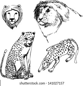 Black and white illustration of the feline predators, four big cats, leopard and lion.