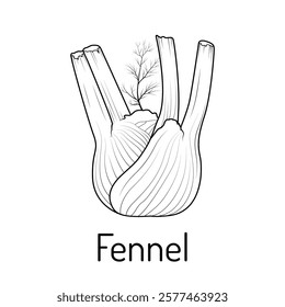 Black and white illustration of fennel bulb with text. Simple and elegant vegetable drawing suitable for educational materials, culinary guides, coloring books, and graphic design.