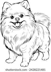 black and white illustration of german spitz dog.