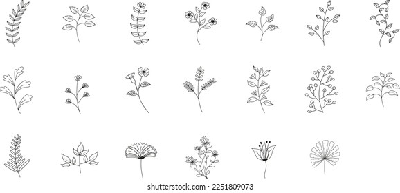 Black and white illustration ginkgo biloba, ginko, eucalyptus, maple, oak, herbs. Vector leaves branches set isolated on transparent background. Decorative vintage elements for decoration collection