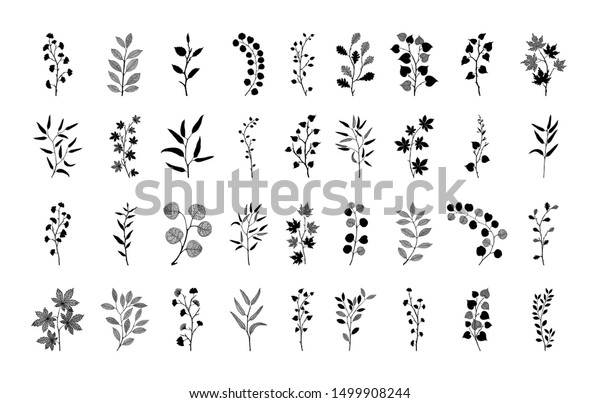 Black White Illustration Ginkgo Biloba Ginko Stock Vector Royalty Free