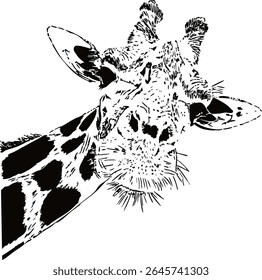 Black and white illustration of a Giraffe head peeking out. Vector illustration. Ideal for a poster, postcard or banner.