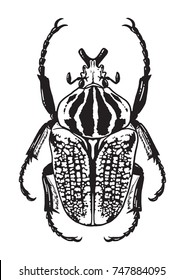 Black and white illustration of a Goliath Beetle. Vector illustration.

