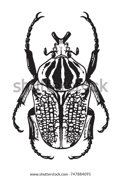 Black White Illustration Goliath Beetle Vector Stock Vector (Royalty ...